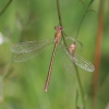 IMG_1554_Lestes_virens